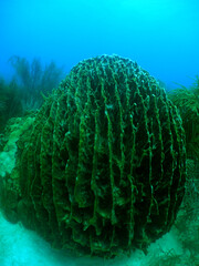 a variety of reef corals in the crystal clear waters of the caribbean sea