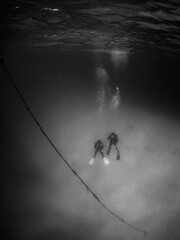 some divers in the crystal clear waters of the caribbean sea