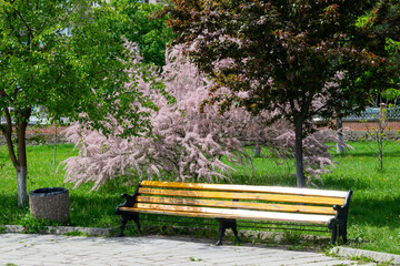 Park bench with trees blooming with pink flowers and leaves.