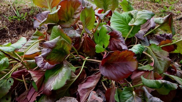 Plant Bergenia lias after winter in early spring