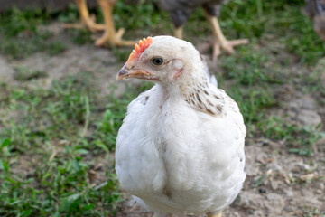 Young hen with white plumage raised in a natural environment in the country