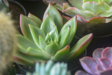 Succulent plants have a miniature shape. The thick leaves contain a lot of water. This plant is...