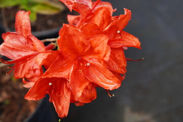 red flowers of the ornamental plant azalea close-up of the variety "Fireworks". The concept of the catalog of the flower online store of ornamental plants