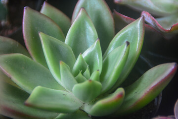 Succulent plants have a miniature shape. The thick leaves contain a lot of water. This plant is...