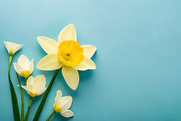 Top view of yellow daffodils frame on a pastel sky blue background with copy space, flat lay