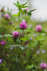 Fototapeta premium Red clover in bloom on a green meadow on a beautiful spring day