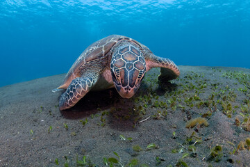 Green Turtle - Chelonia mydas feeds on the algae. Sea life of Bali, Indonesia.