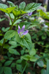 Obraz premium Violet Wonder: Close-up of a captivating Cleome rutidosperma flower in a vibrant shade of violet. A mesmerizing display of nature's beauty up close