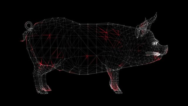 Spread of virus through volumetric body of pig monochrome on black background. pig flu. Visual demonstration of virus in the body. Tutorial Video. Science Medical concept. 60 FPS 3D animation