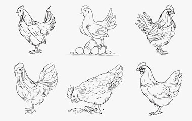 set of chicken sketch line art vector 