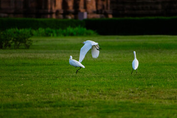 Obraz na płótnie Canvas Great egret birds hunting together in grass field.