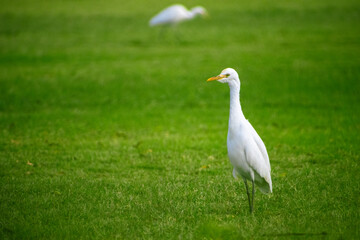 Adorable great egret bird in the beautiful green grass field.