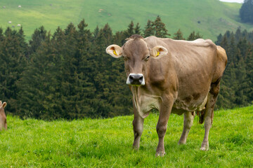 Weidende Kuh / Kühe