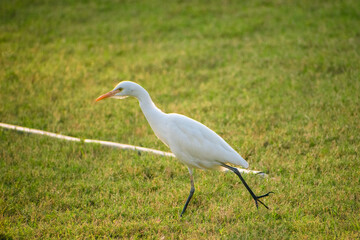 Portrait of great egret birds walking around gras fields.