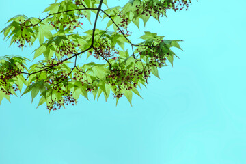 咲く時期が短いのでつい見過ごしてしまいますが、春モミジの花はとても可憐できれいです。