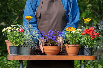 Hands of woman planting beautiful flowers at the garden or backyard, putting soil by hands, transplanting flowers into pot outdoors,. Home gardening, love of houseplants and flowers concept