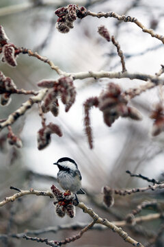 une m&eacute;sange &agrave; t&ecirc;te noire sur une branche	