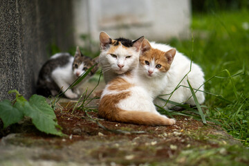 cat mother taking care of her orange and gray kittens