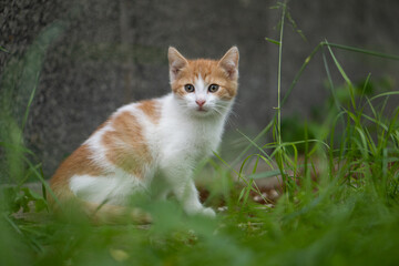 wild kitten looking courios to the camera with grass on foreground