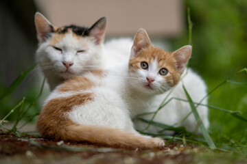 Fototapeta na wymiar kitten with his mom