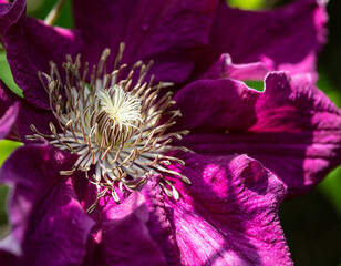 Cl&eacute;matite rouge cardinal Ernest Markham