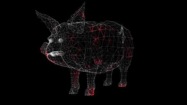 Spread of virus through rotating volumetric body of pig monochrome on black background. pig flu. Visual demonstration of virus in the body. Tutorial Video. Science Medical concept. 60 FPS 3D animation