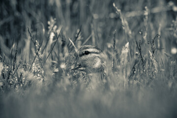 kaczka, krakwa, krzyżówka, ptactwo © RobertM