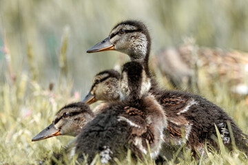 kaczka, krakwa, krzyżówka, ptactwo
