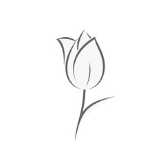 Vector Tulip Flower illustration isolated on a white background.