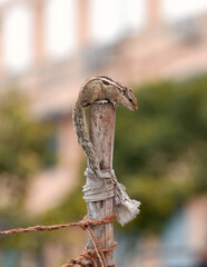 A cute, juvenile Indian palm squirrel (Funambulus palmarum) sitting on top of a wooden log and curiously looking at urban surroundings. Photo taken in a building rooftop.