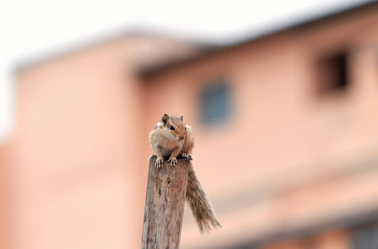 A cute, juvenile Indian palm squirrel (Funambulus palmarum) sitting on top of a wooden log and curiously looking at urban surroundings. Photo taken in a building rooftop.