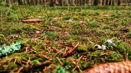 Pine woods from the ground