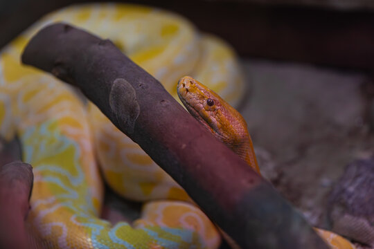 yellow python portrait close up