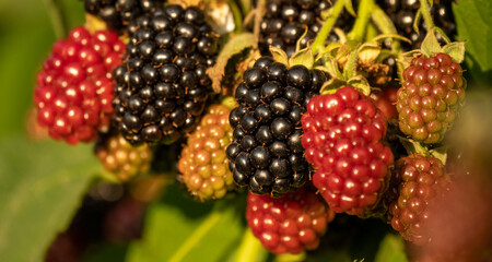 Bunches of ripe black and red and green unripe blackberries growing in wild nature, dewberry grow on a bush on a summer day. Blackberry. Healthy berries outdoors, close-up