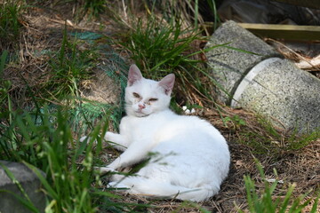 くつろぐ猫