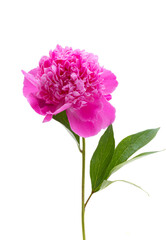 pink peony flower isolated