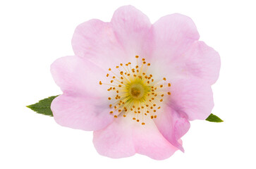 rosehip flower isolated