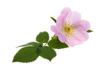rosehip flower isolated
