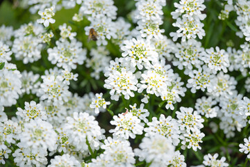 blooming iberis on a sunny day in spring