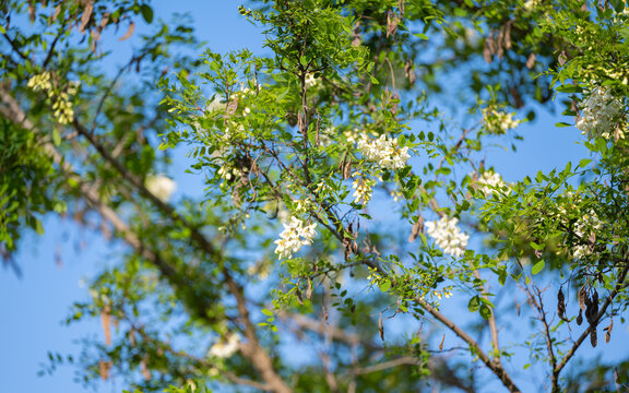 white acacia against the blue sky