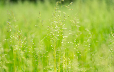green grass in the meadow