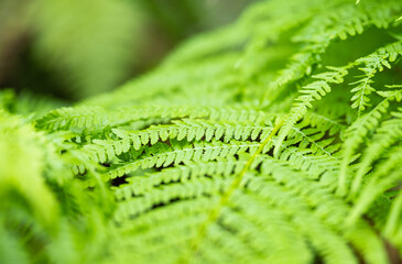 background fern green closeup