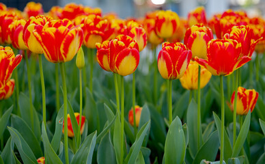 flowers of beautiful tulips growing in a flower bed