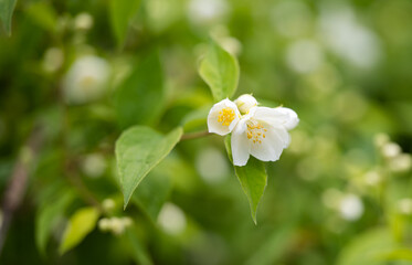 Fototapeta na wymiar jasmine flower in a flower bed
