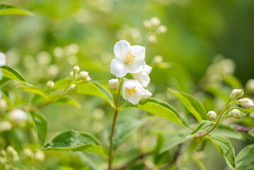 jasmine flower in a flower bed