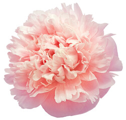 Pink peony flower  on  isolated background with clipping path. Closeup. For design. Transparent background.   Nature. - 606806644