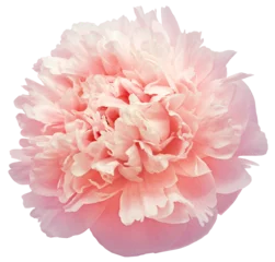 Abwaschbare Fototapete Lachsfarbe Pink peony flower  on white isolated background with clipping path. Closeup. For design. Nature.