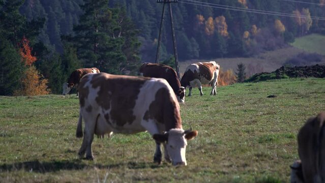 Stado kr&oacute;w pasacych sie na łące