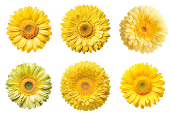 Assorted yellow gerbera daisy flower heads on transparent PNG background. Generative AI.	

