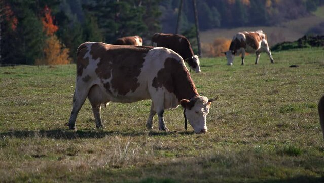 Stado kr&oacute;w na pastwisku